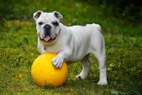 Ballsport bei Sport Forster